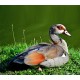 Egyptian Goose Egyptian Goose
